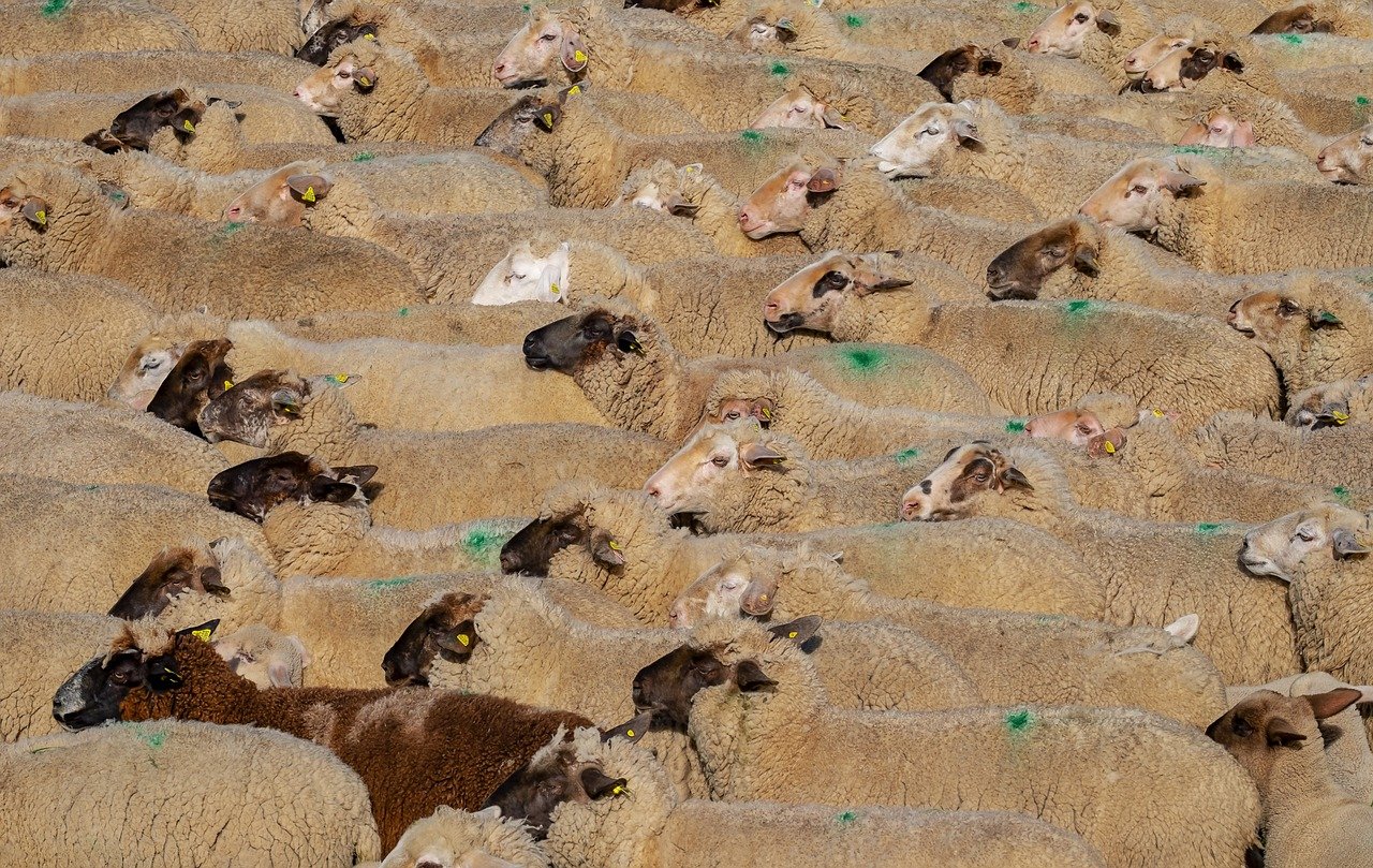 Innovations in Livestock Farming (image credits: pixabay)