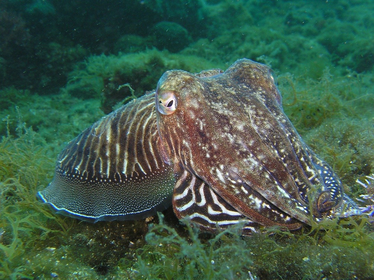 Vampire Squid: The Gentle Predator (image credits: pixabay)