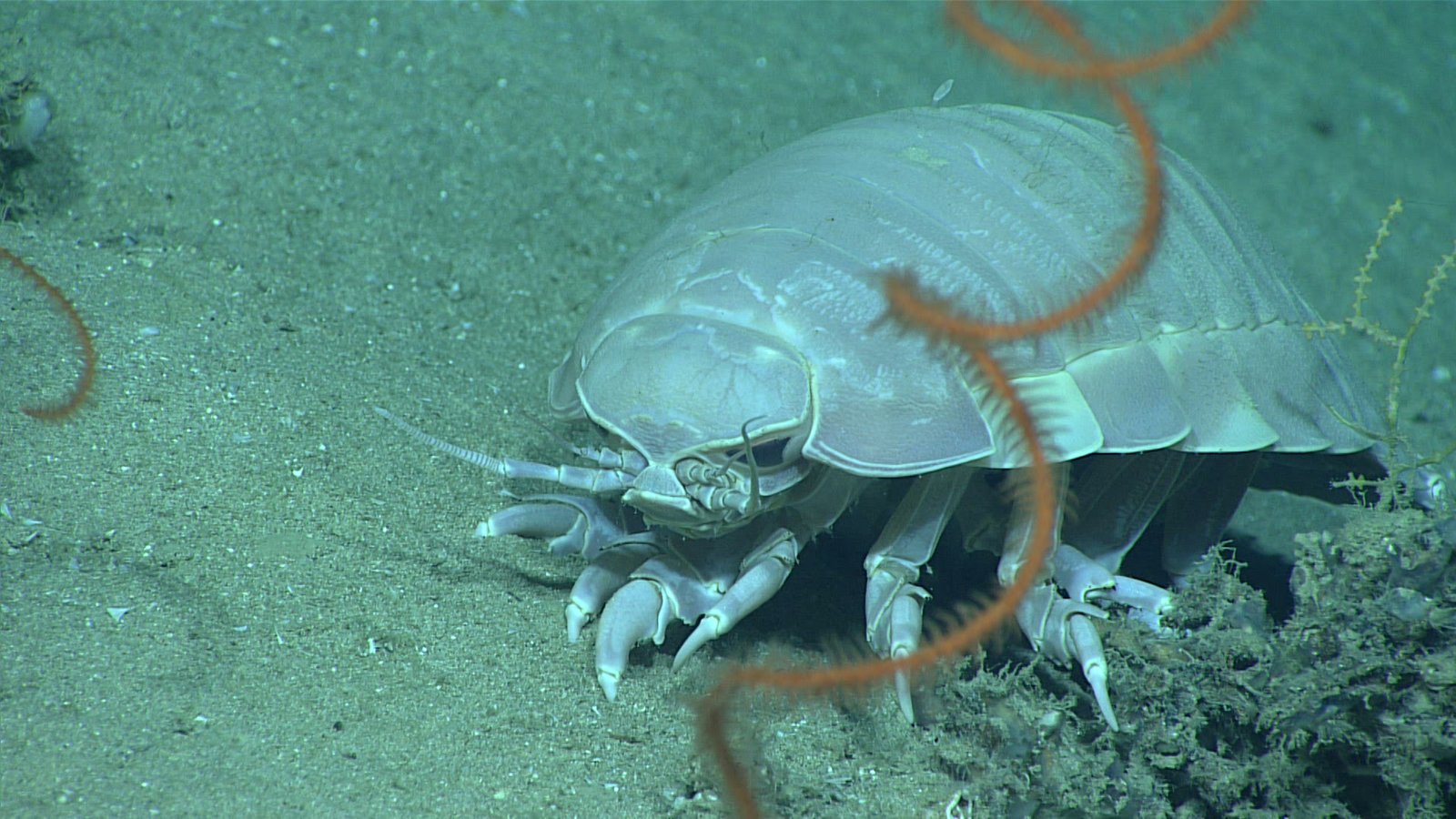 Giant Isopod: The Ocean's Armored Tank (image credits: wikimedia)