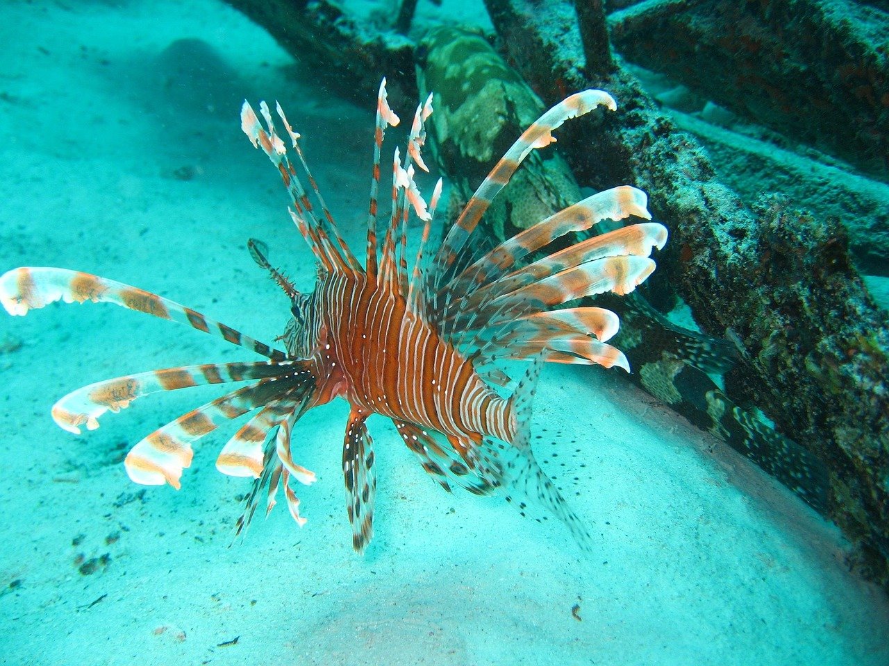 Deep-Sea Dragonfish: The Bioluminescent Hunter (image credits: pixabay)