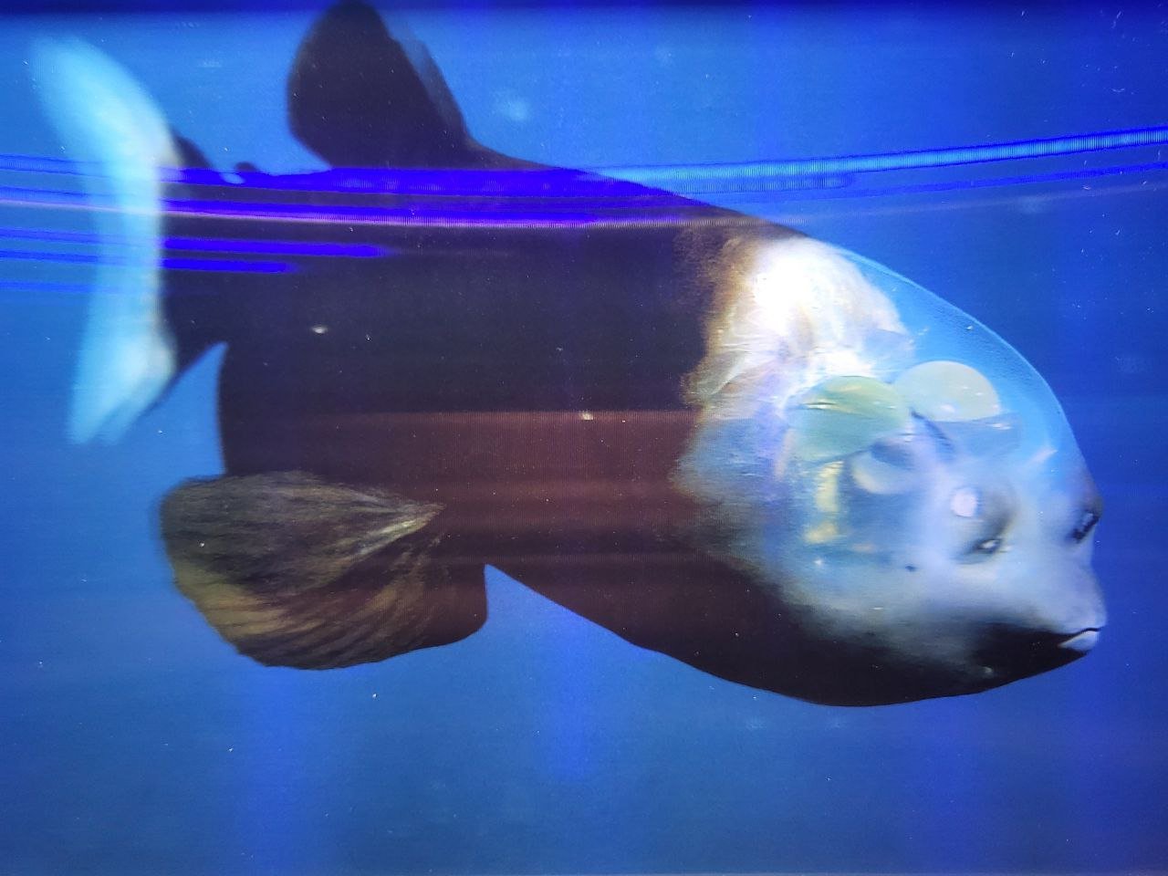 Barreleye Fish: The Transparent Observer (image credits: wikimedia)