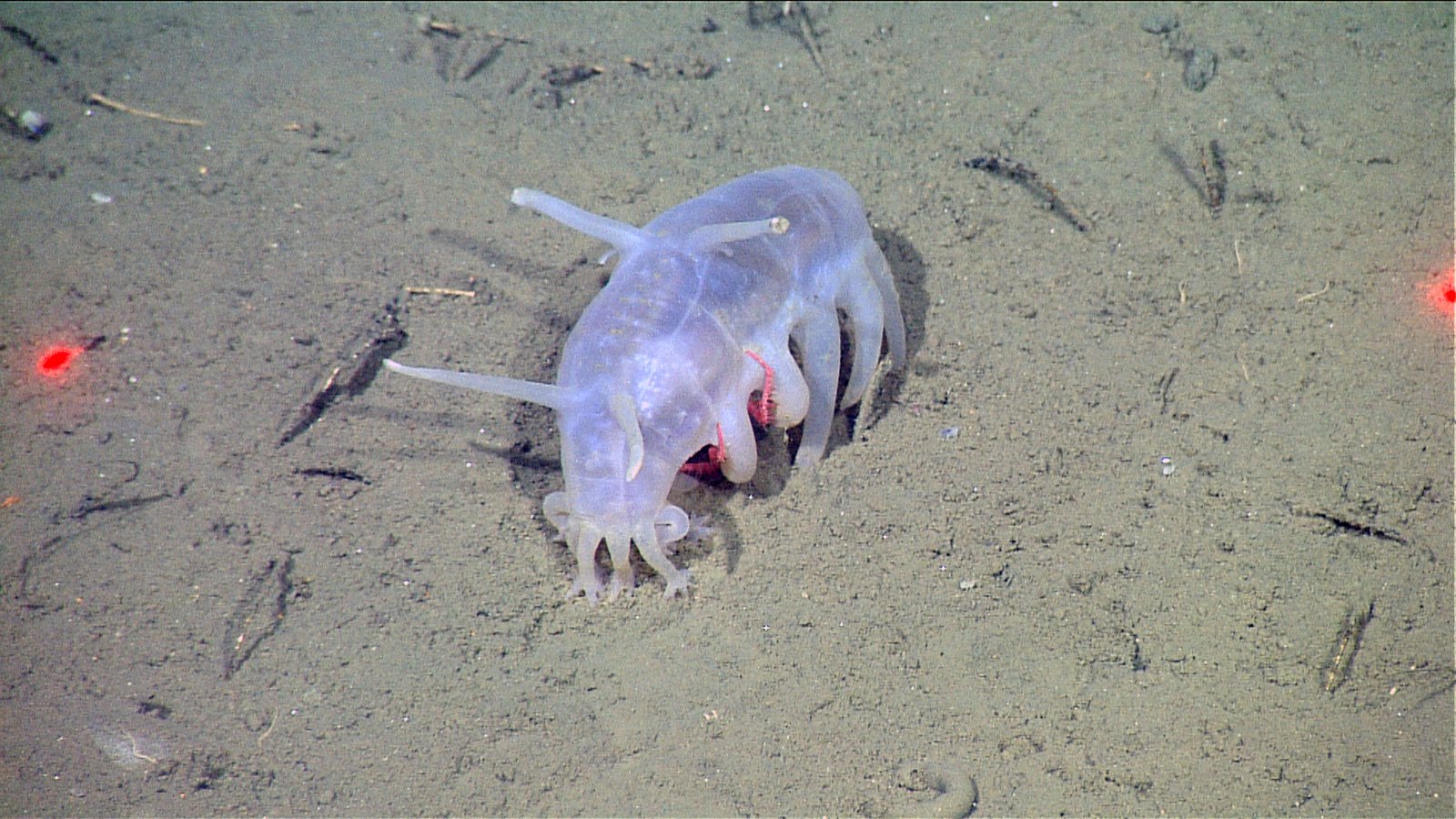 Sea Pig: The Ocean's Oddball (image credits: wikimedia)