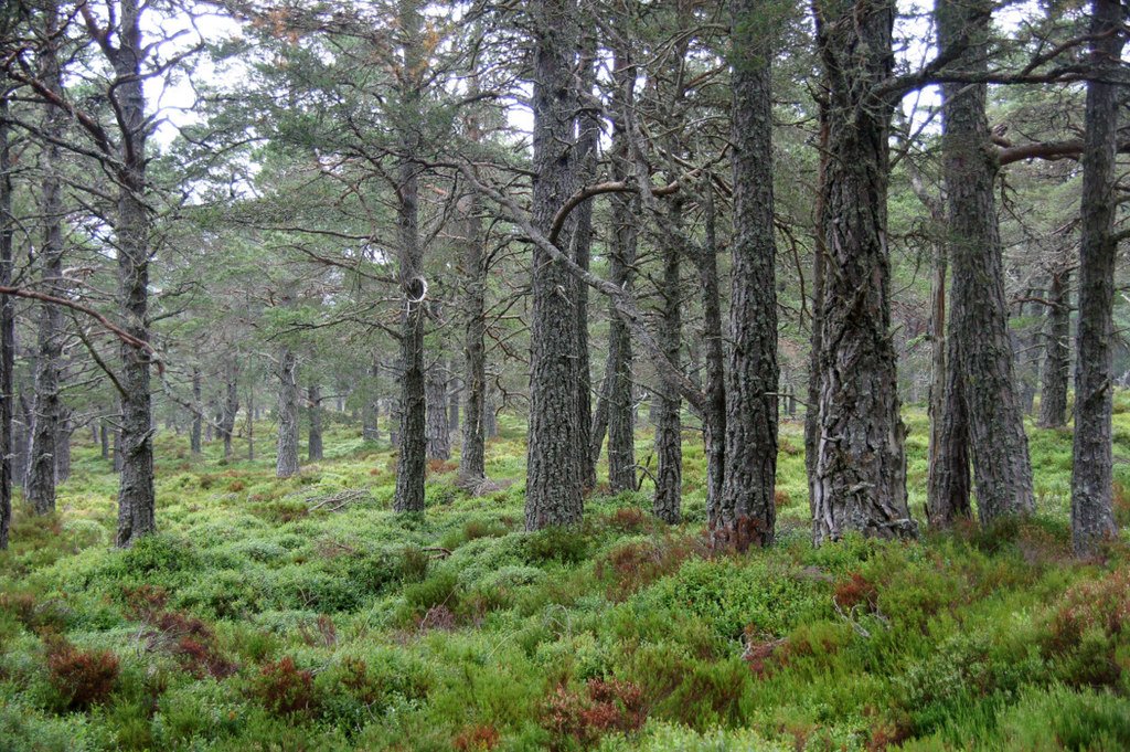 The Importance of Native Forests