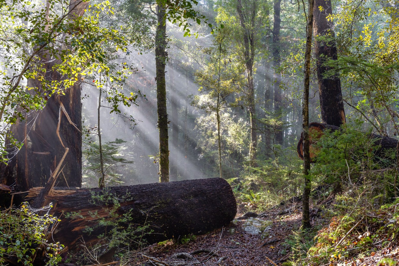 The Future of New Zealand's Forests (image credits: wikimedia)