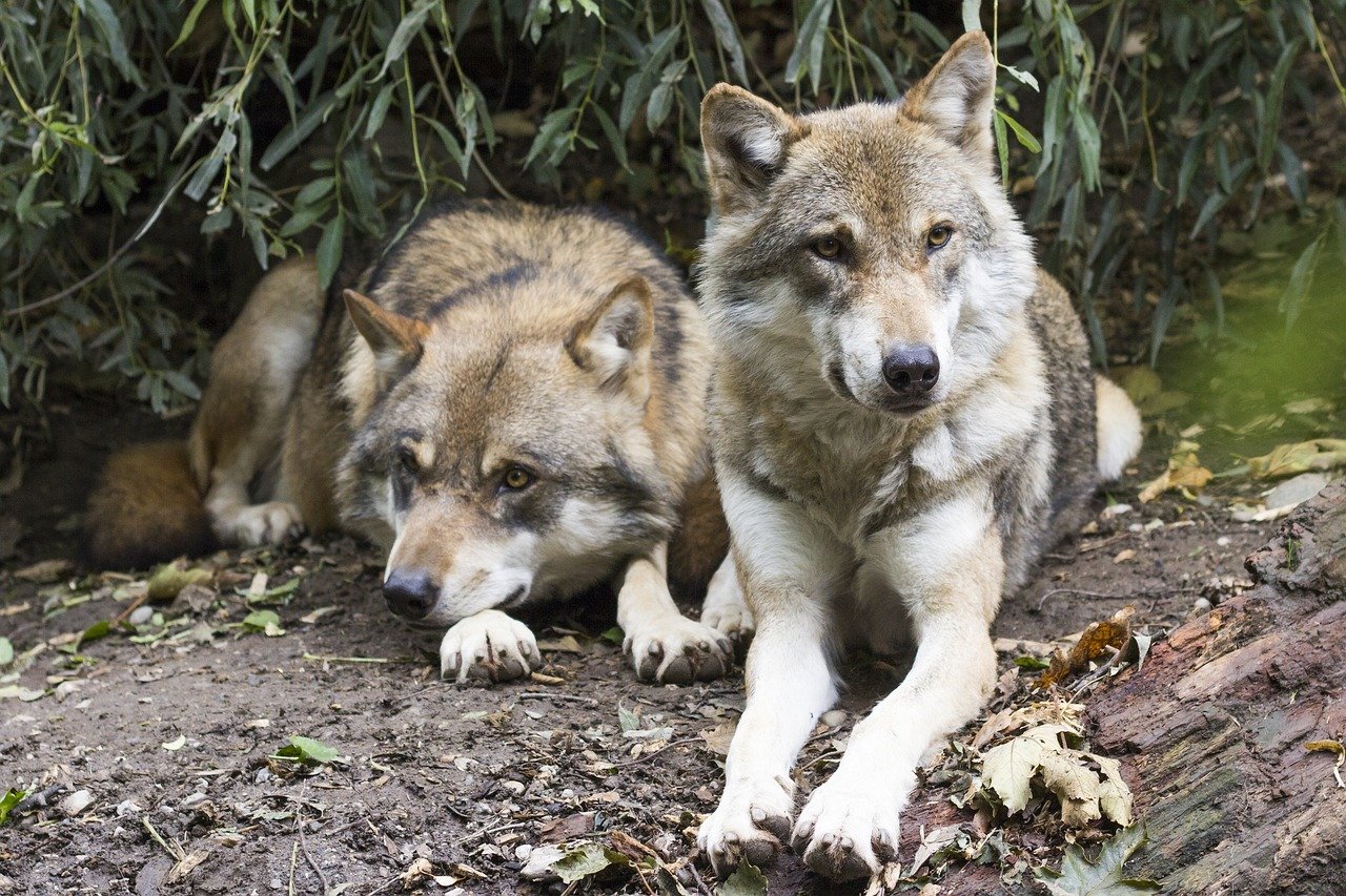 Wolves: The Apex Predators of the Wild (image credits: pixabay)