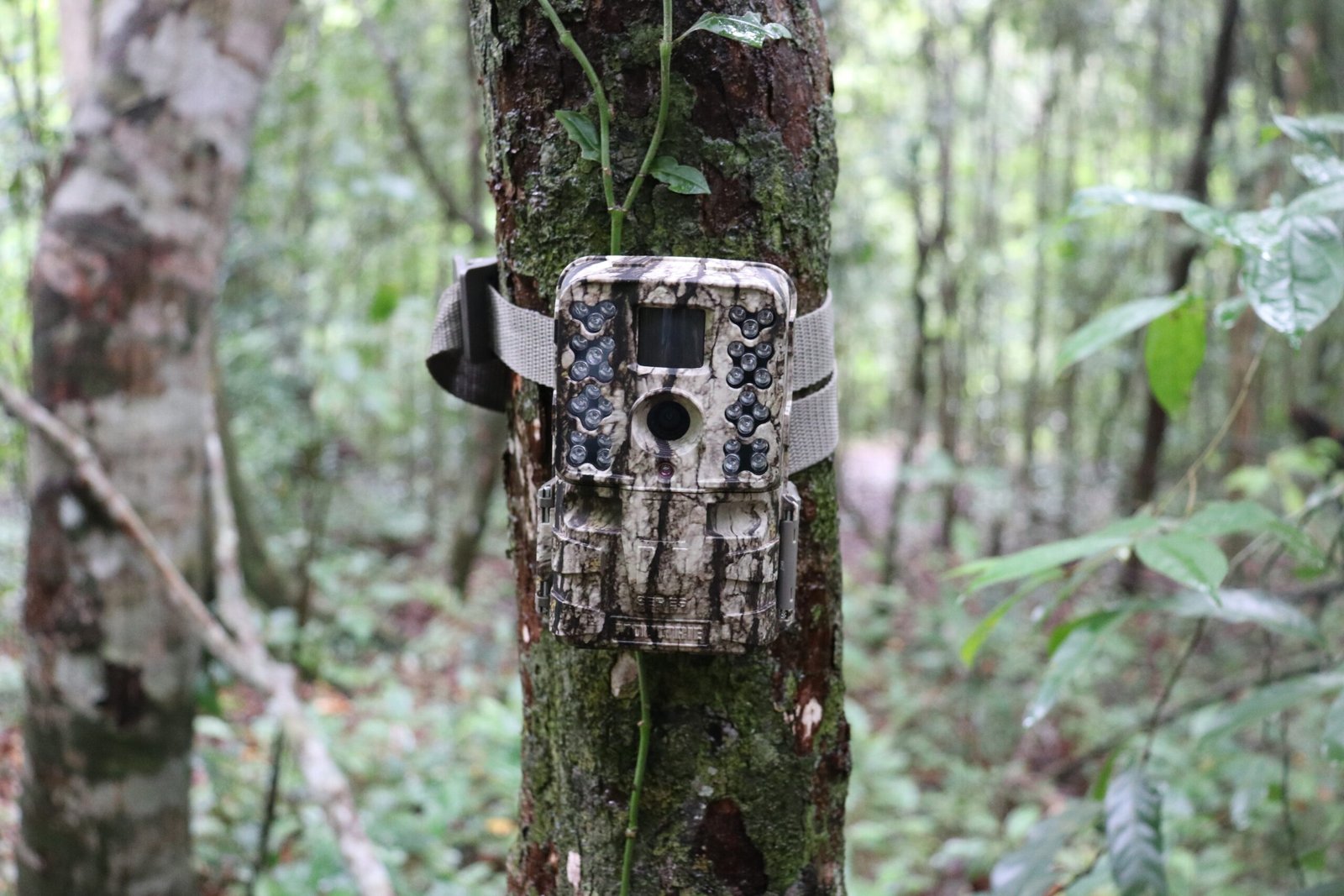 Camera Traps: Capturing Life (image credits: wikimedia)
