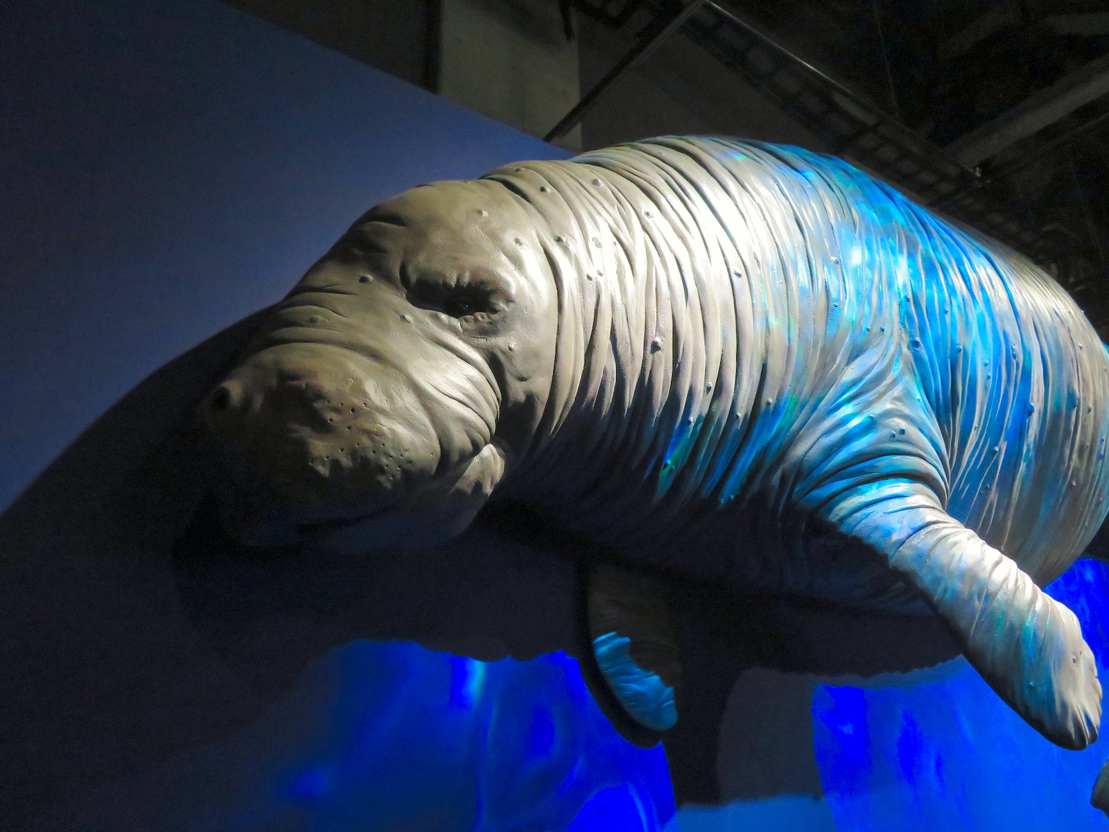 The Discovery of a Marine Giant (image credits: wikimedia)