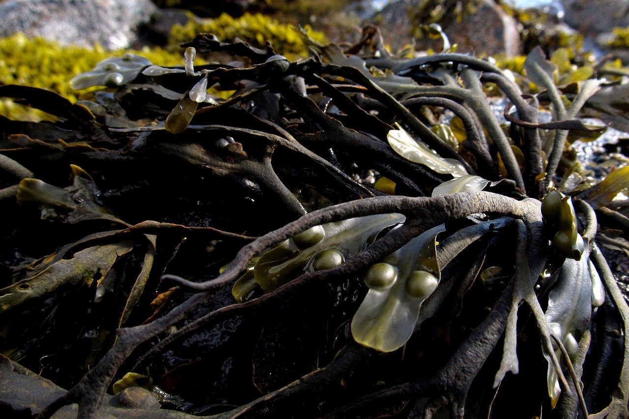 Life in the Bering Sea (image credits: pixabay)