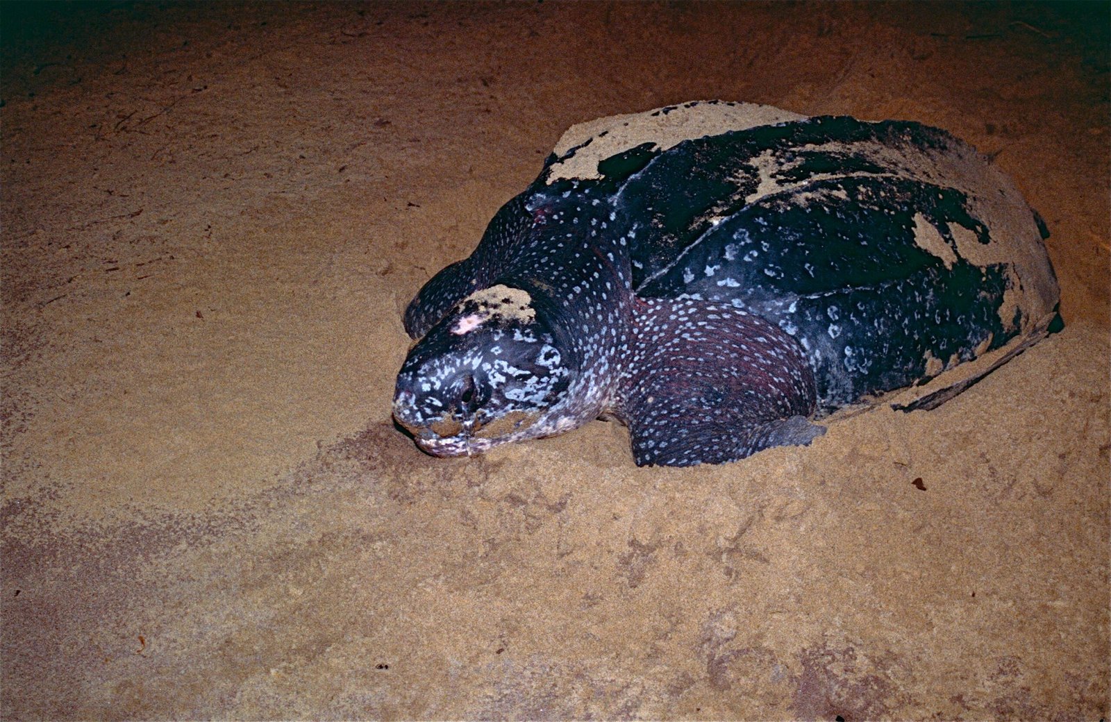 The Leatherback Turtle: The Ancient Mariner (image credits: wikimedia)