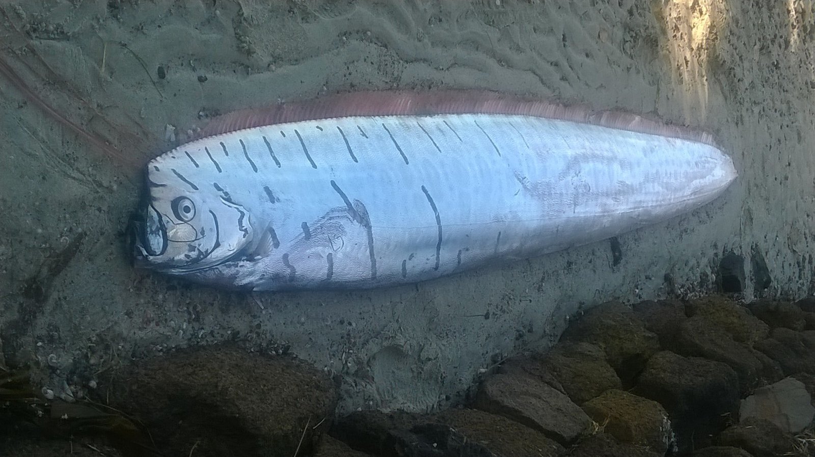 Giant Oarfish: The Sea Serpent Legend (image credits: wikimedia)