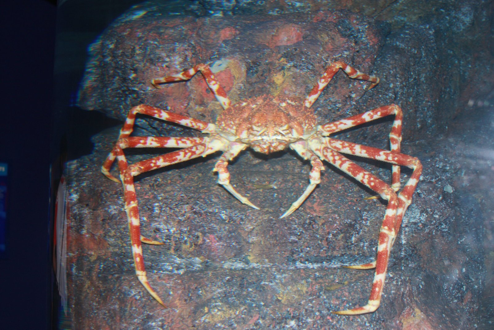Japanese Spider Crab: The Giant of the Crustaceans (image credits: wikimedia)