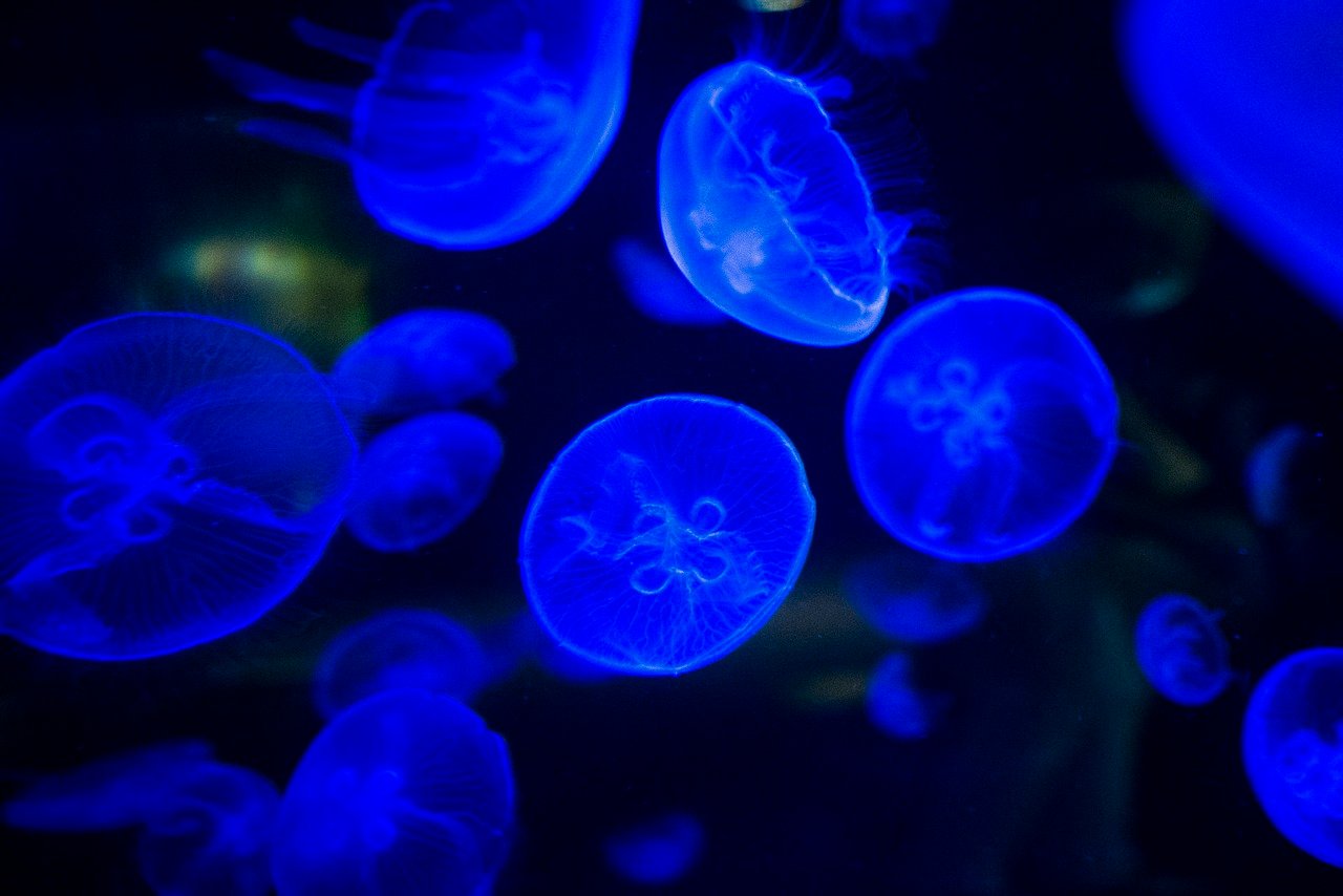 Jellyfish: The Ocean's Ethereal Glow (image credits: pixabay)