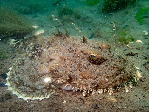 Anglerfish: Luring in the Darkness (image credits: wikimedia)