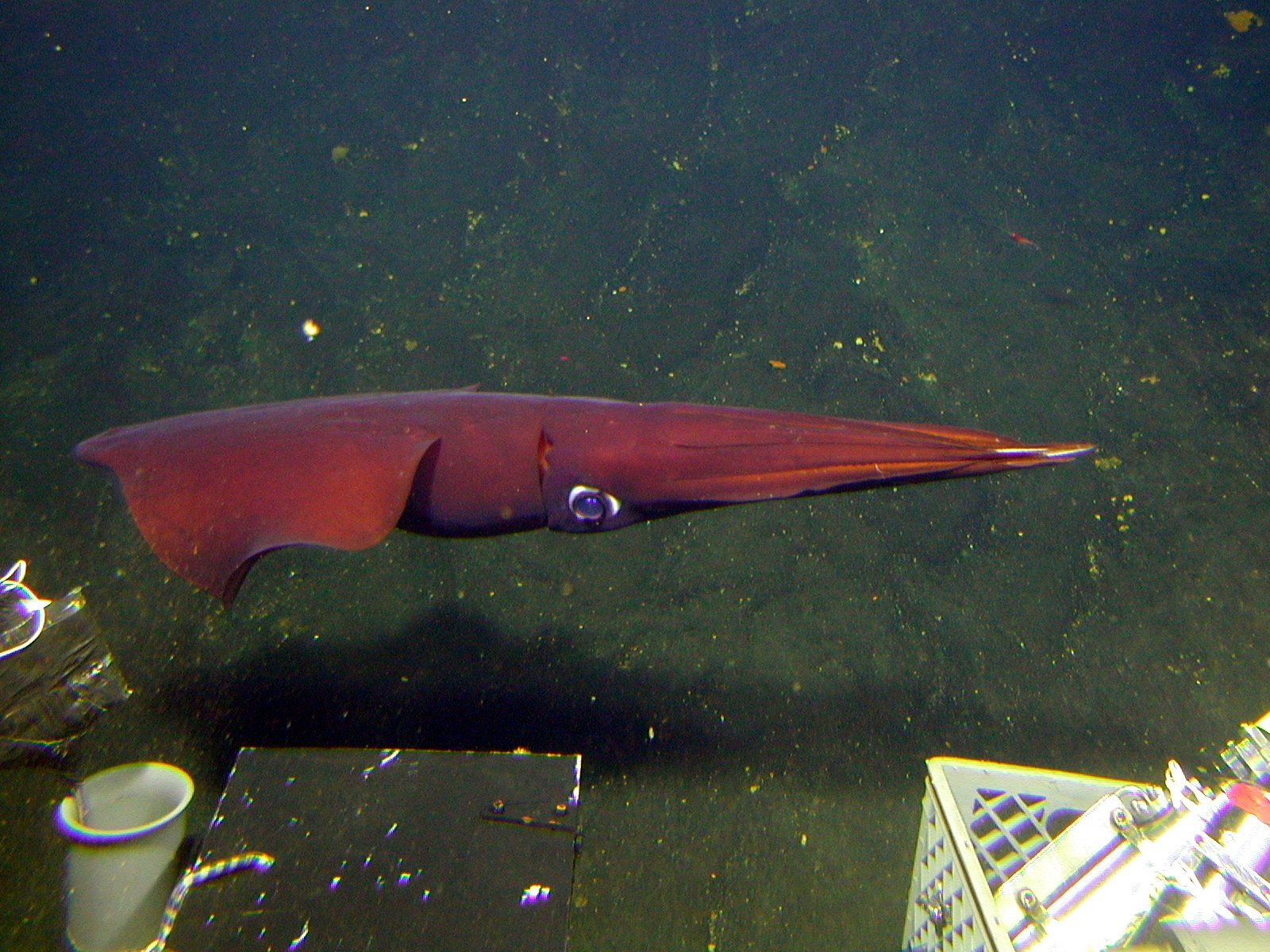 Deep-Sea Squid: The Ocean's Mysterious Lanterns (image credits: wikimedia)