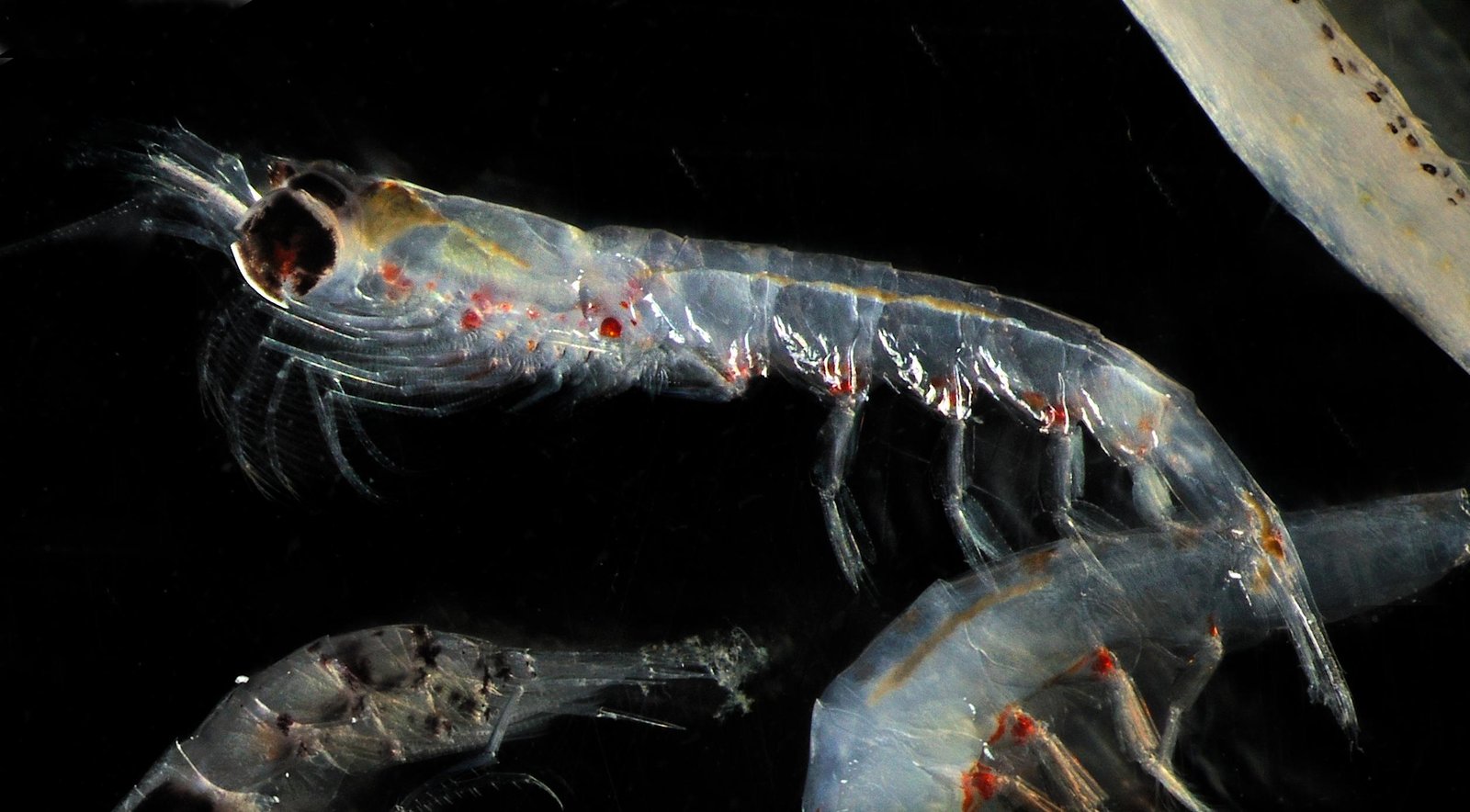 Krill: The Ocean's Living Light Show (image credits: wikimedia)