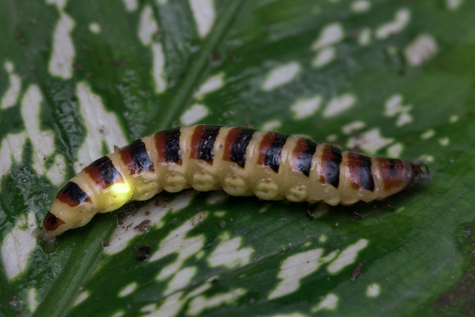 Railroad Worms: The Multi-Colored Glow (image credits: wikimedia)