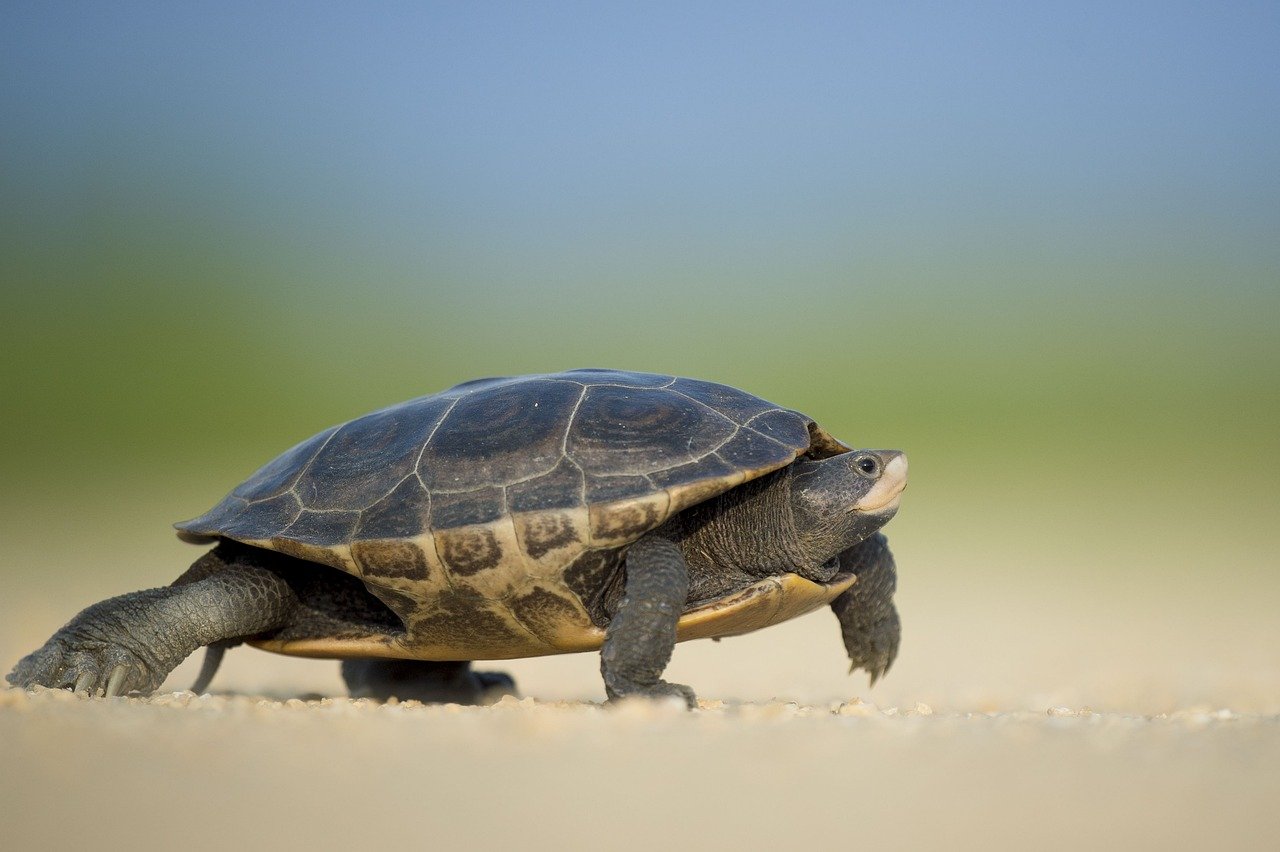 Insights into Breeding Behaviors (image credits: pixabay)