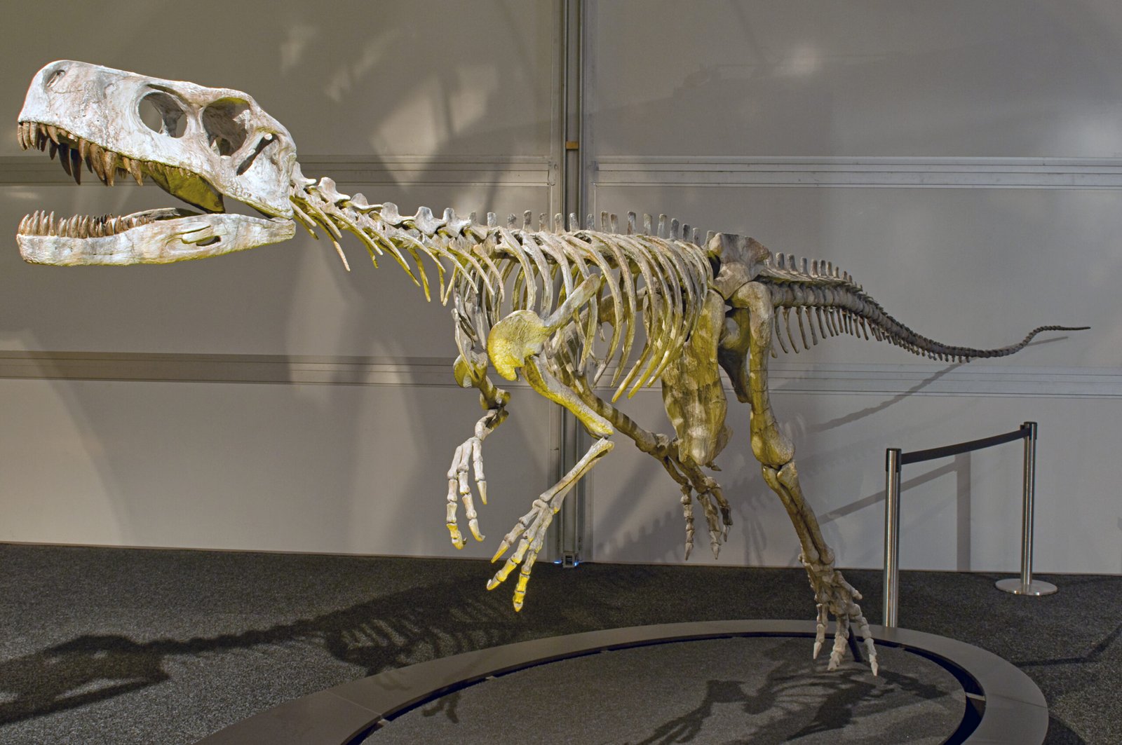 Reflections on Human-Dinosaur Coexistence (image credits: wikimedia)