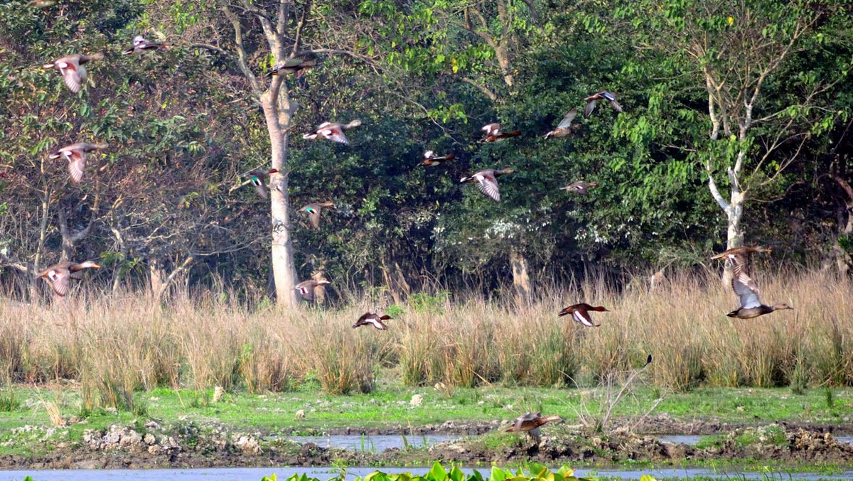 The Interconnection of Wildlife and Communities (image credits: wikimedia)