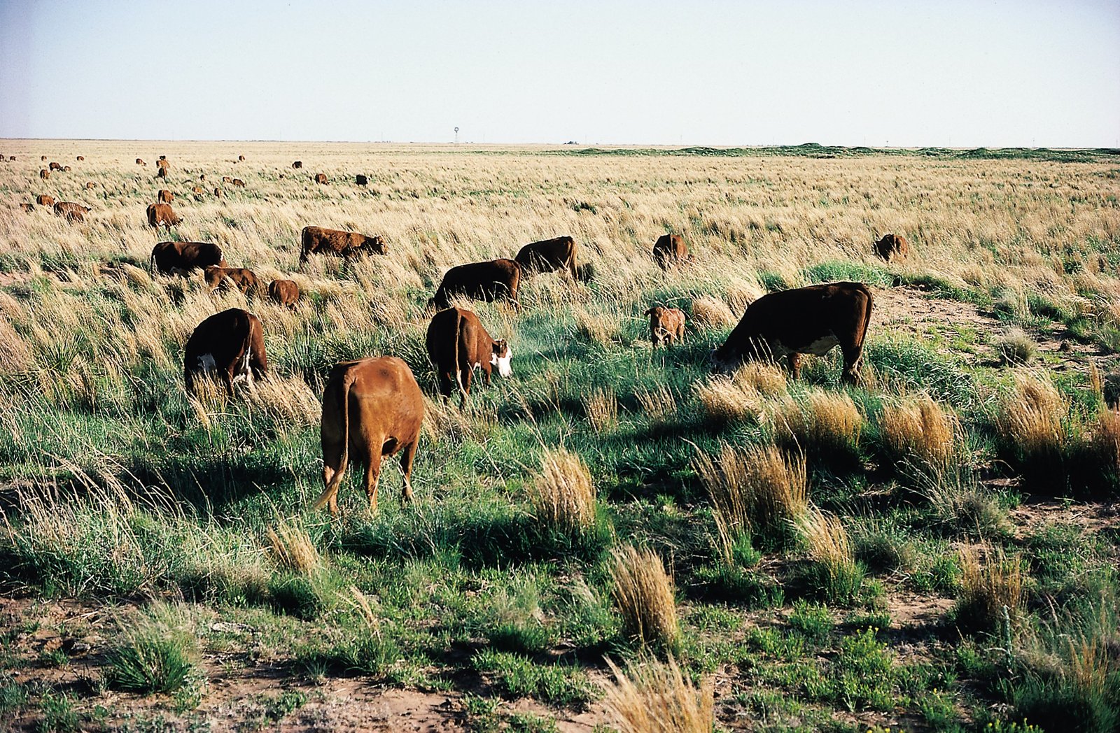 Understanding Community-Led Conservation (image credits: wikimedia)