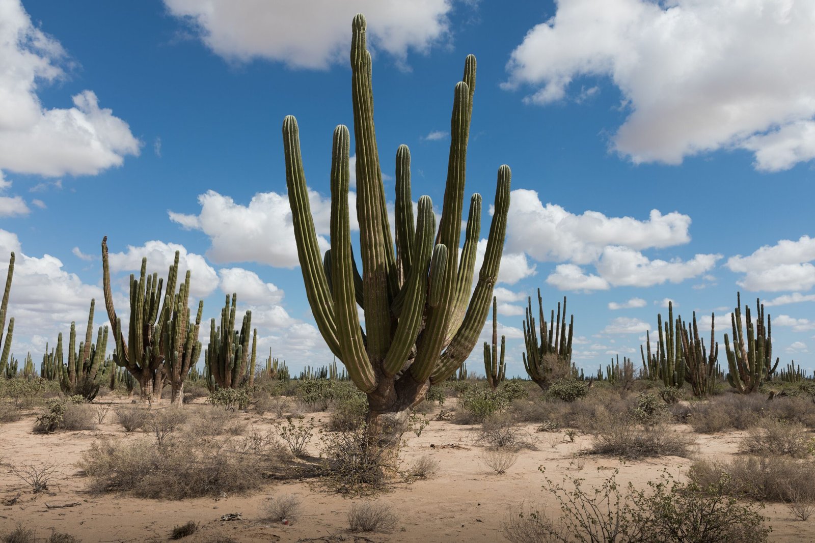 Future Prospects for Mexico's Biodiversity (image credits: wikimedia)