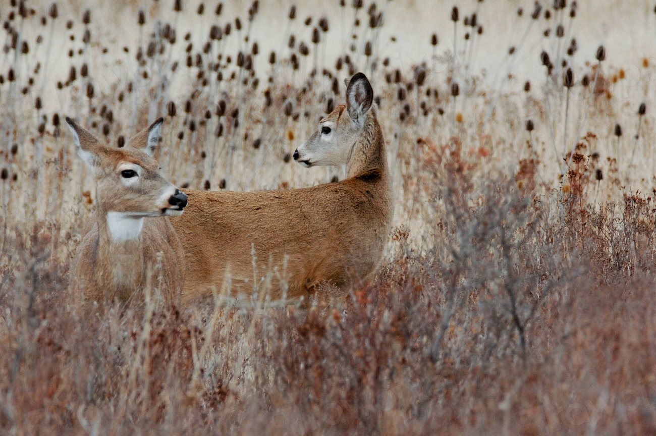 Ecological Imbalance: Disruption of Food Chains (image credits: rawpixel)
