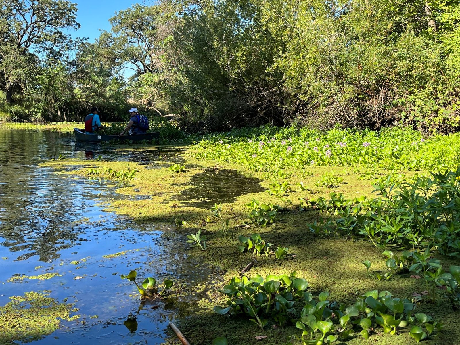 Economic Implications: The Cost of Managing Invasive Species (image credits: wikimedia)