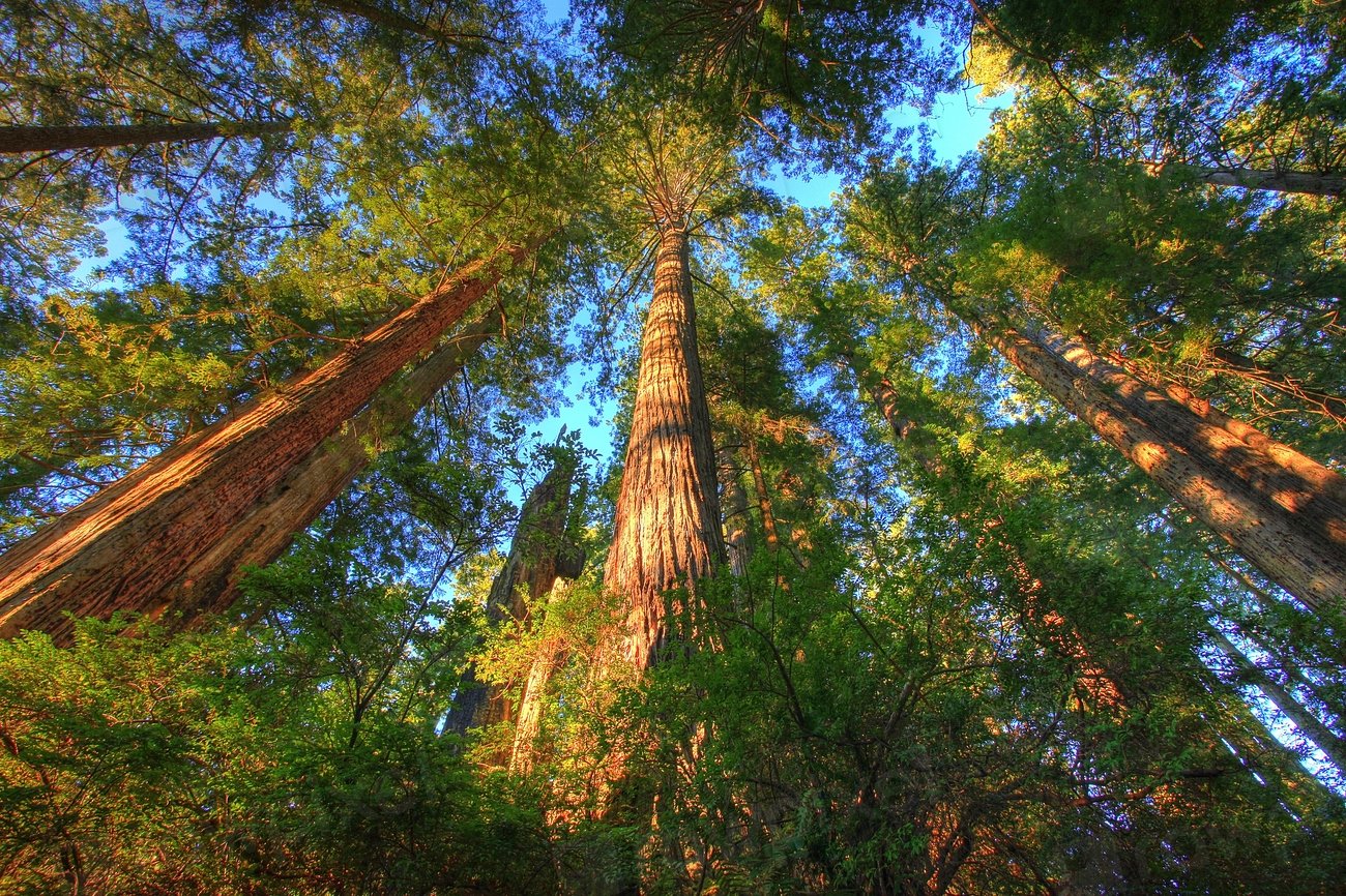 A Call to Action: Protecting Our Ecosystems (image credits: rawpixel)