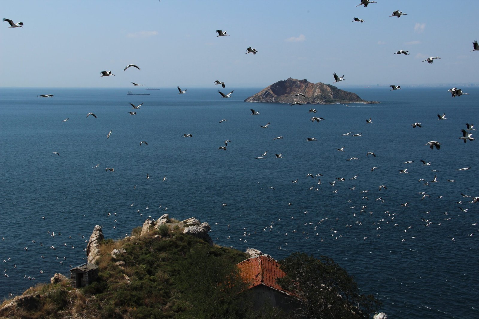 How Climate Change Is Forcing Animals to Evolve in Unexpected Ways