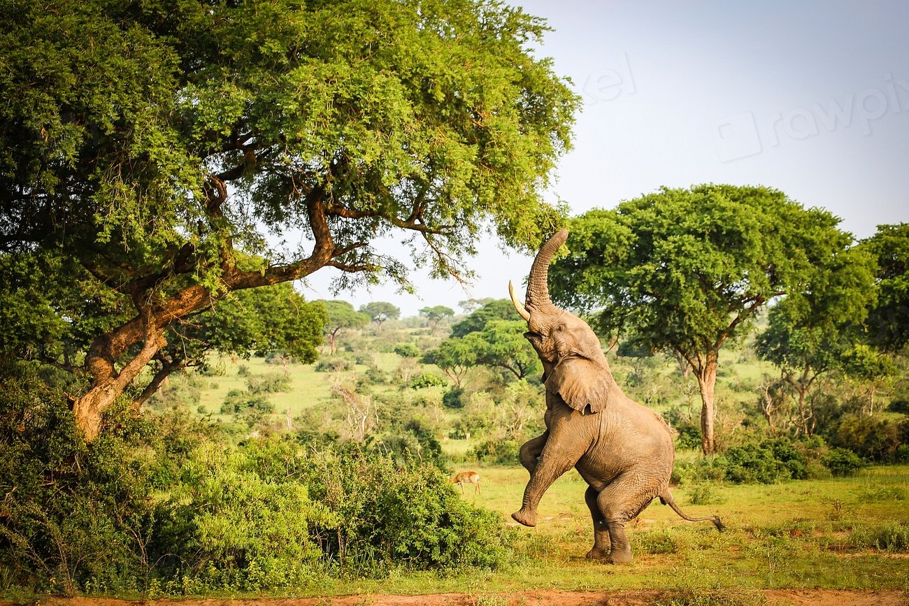 Conservation Efforts Driving Change (image credits: rawpixel)
