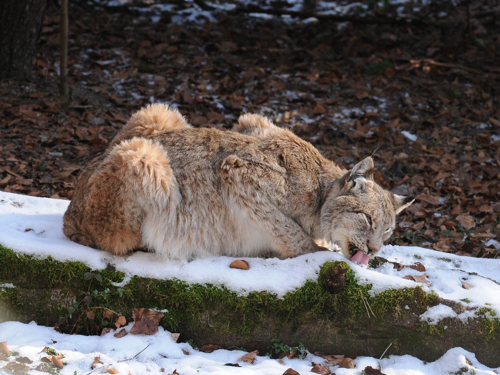 Ecological Benefits of Predator Return (image credits: wikimedia)