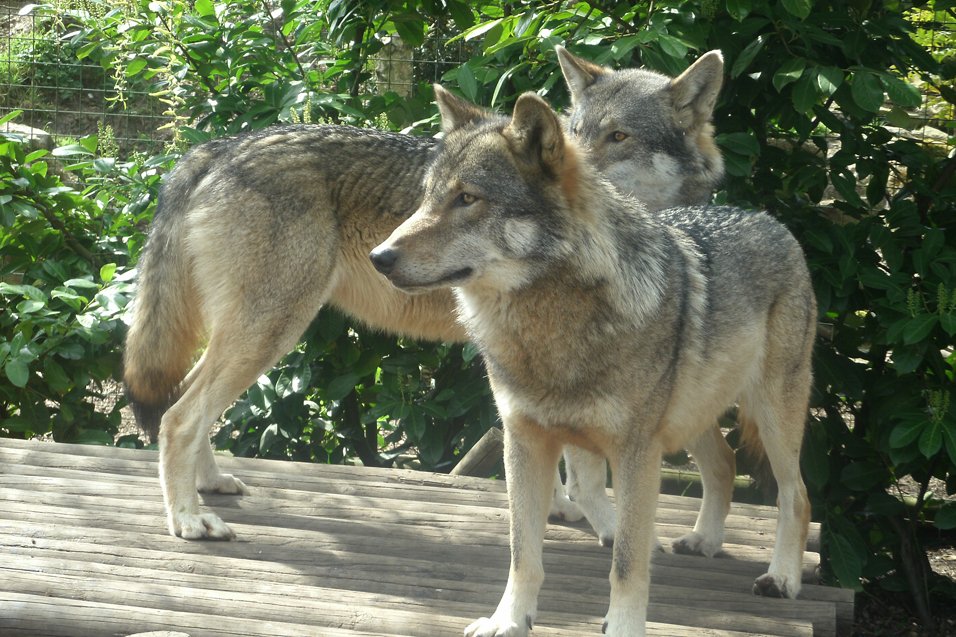 The Importance of Legal Protections (image credits: wikimedia)