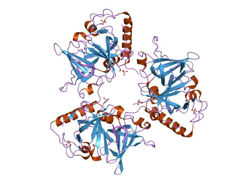 Telomeres: The Protective Caps (image credits: wikimedia)