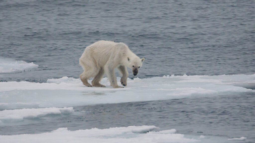 Impact of Climate Change on Polar Bears