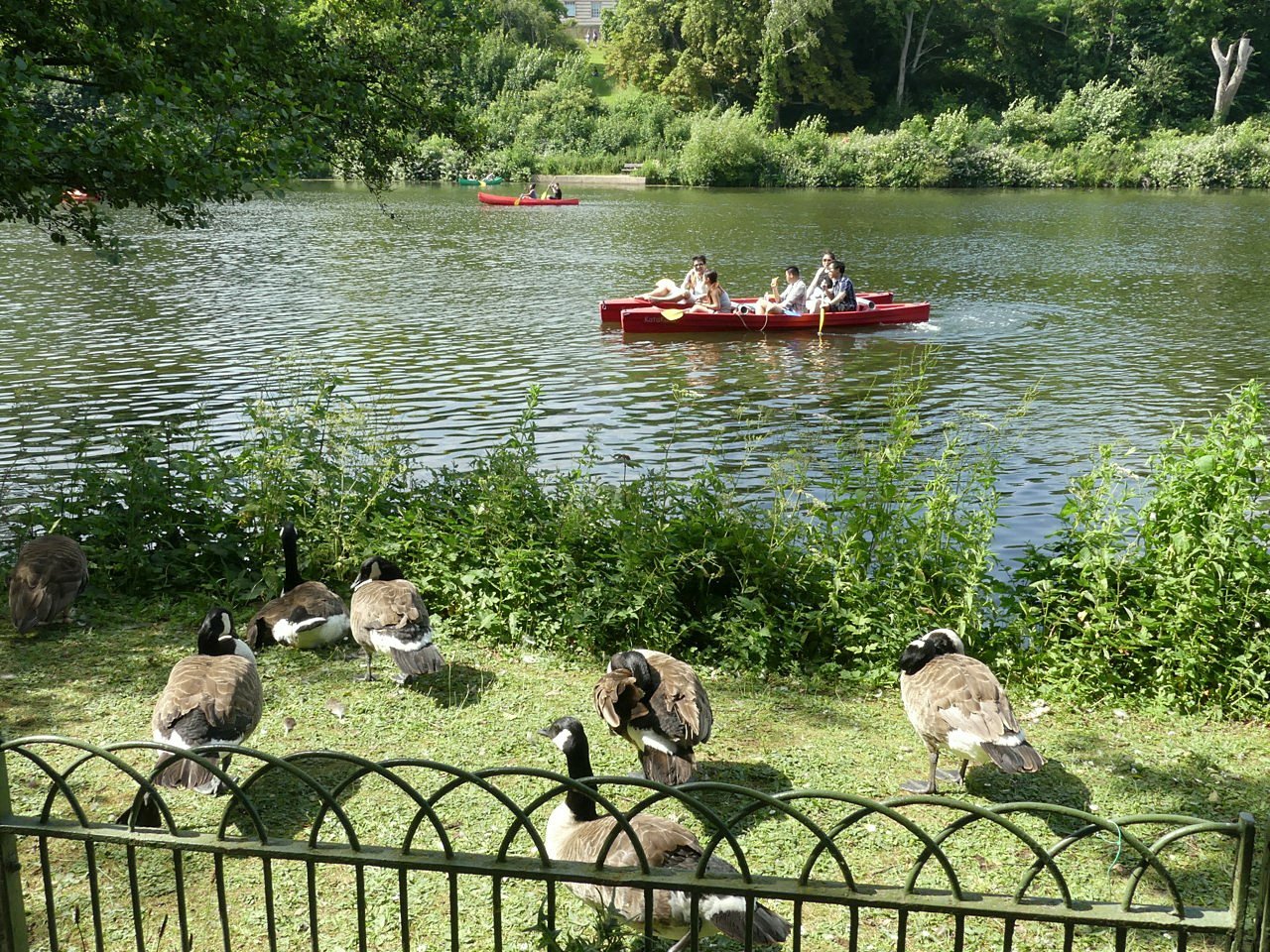 4. Animal Adaptation to Urban Environments (image credits: wikimedia)