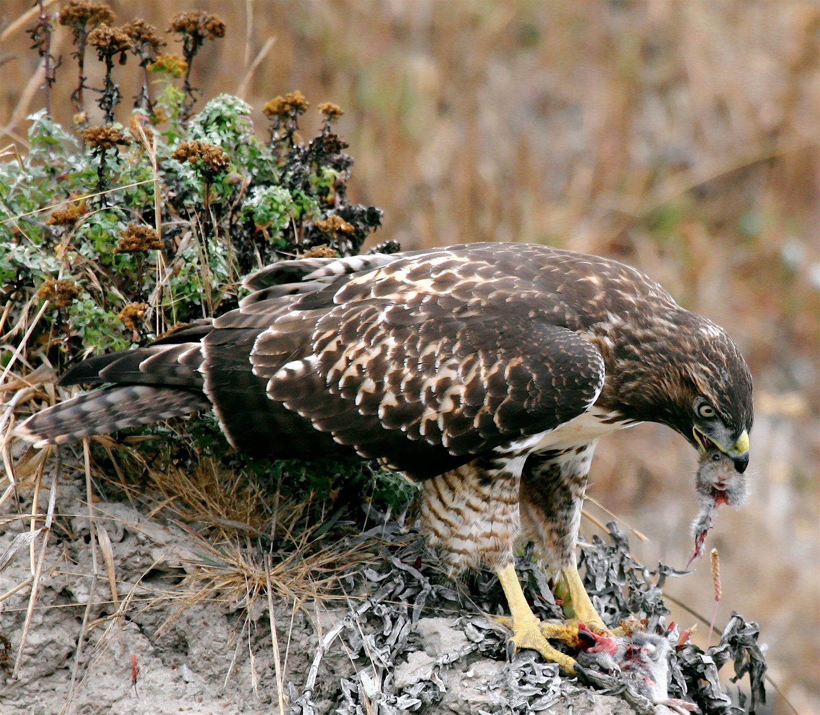 7. The Role of Predators in Ecosystem Restoration (image credits: wikimedia)