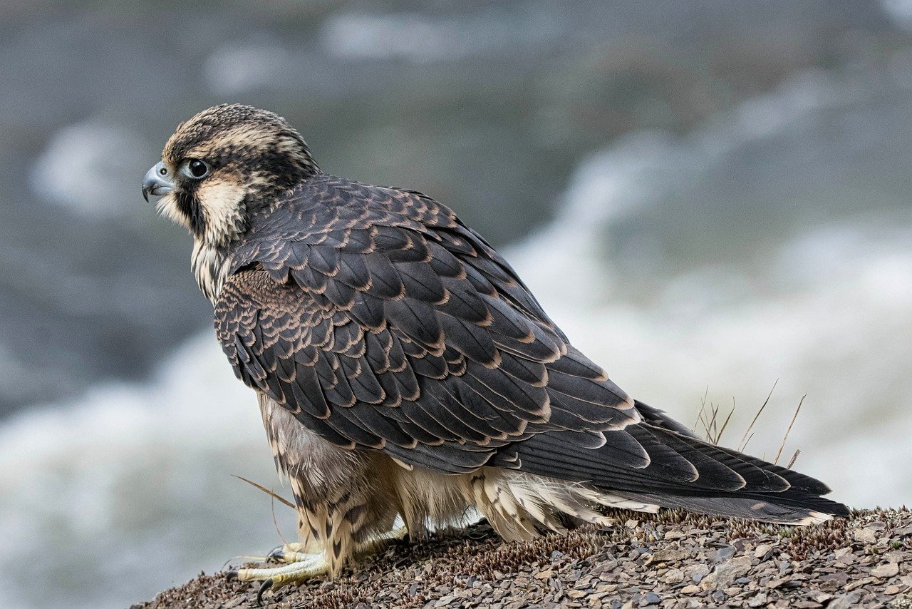 The Aerodynamic Mastery of the Peregrine Falcon (image credits: pixabay)