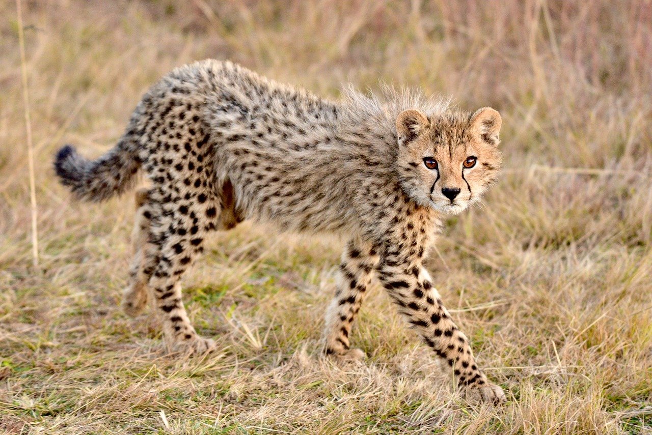 The Sleek Design of the Cheetah (image credits: pixabay)