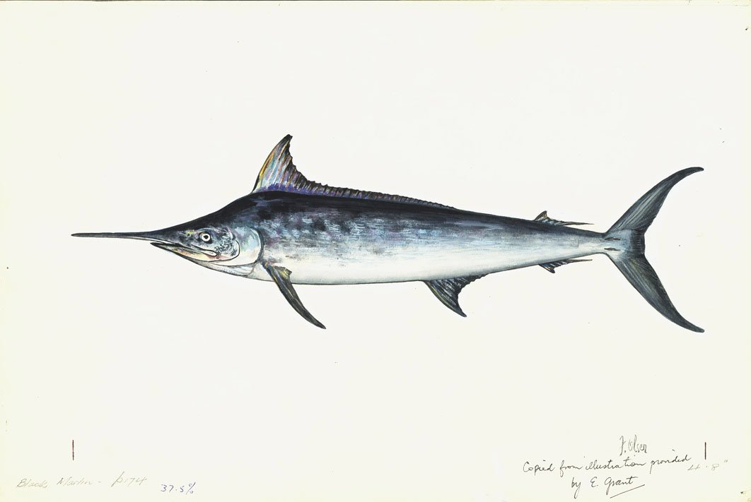 The Hydrodynamic Efficiency of the Black Marlin (image credits: wikimedia)
