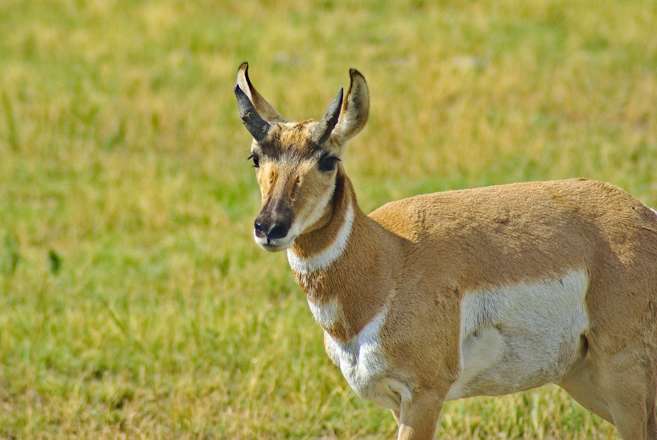 The Streamlined Elegance of the Pronghorn (image credits: pixabay)