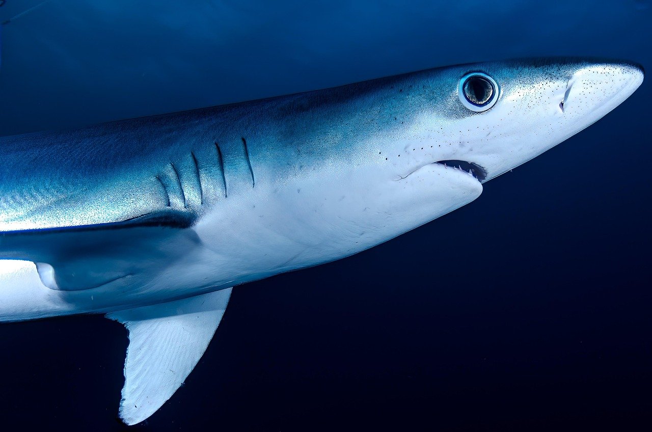 The Lightning Reflexes of the Mako Shark (image credits: pixabay)