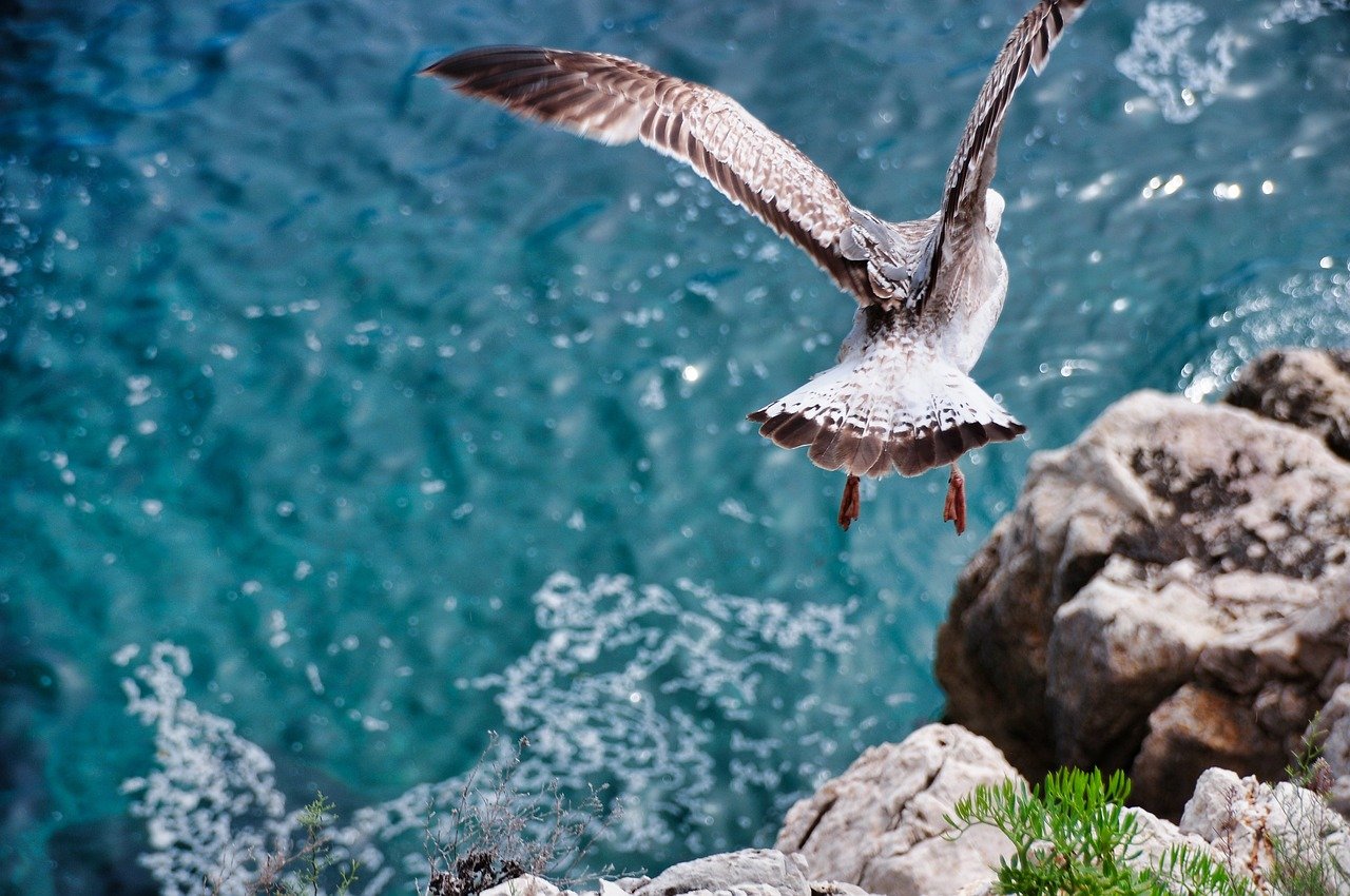 Success Stories: Grassroots Victories (image credits: pixabay)