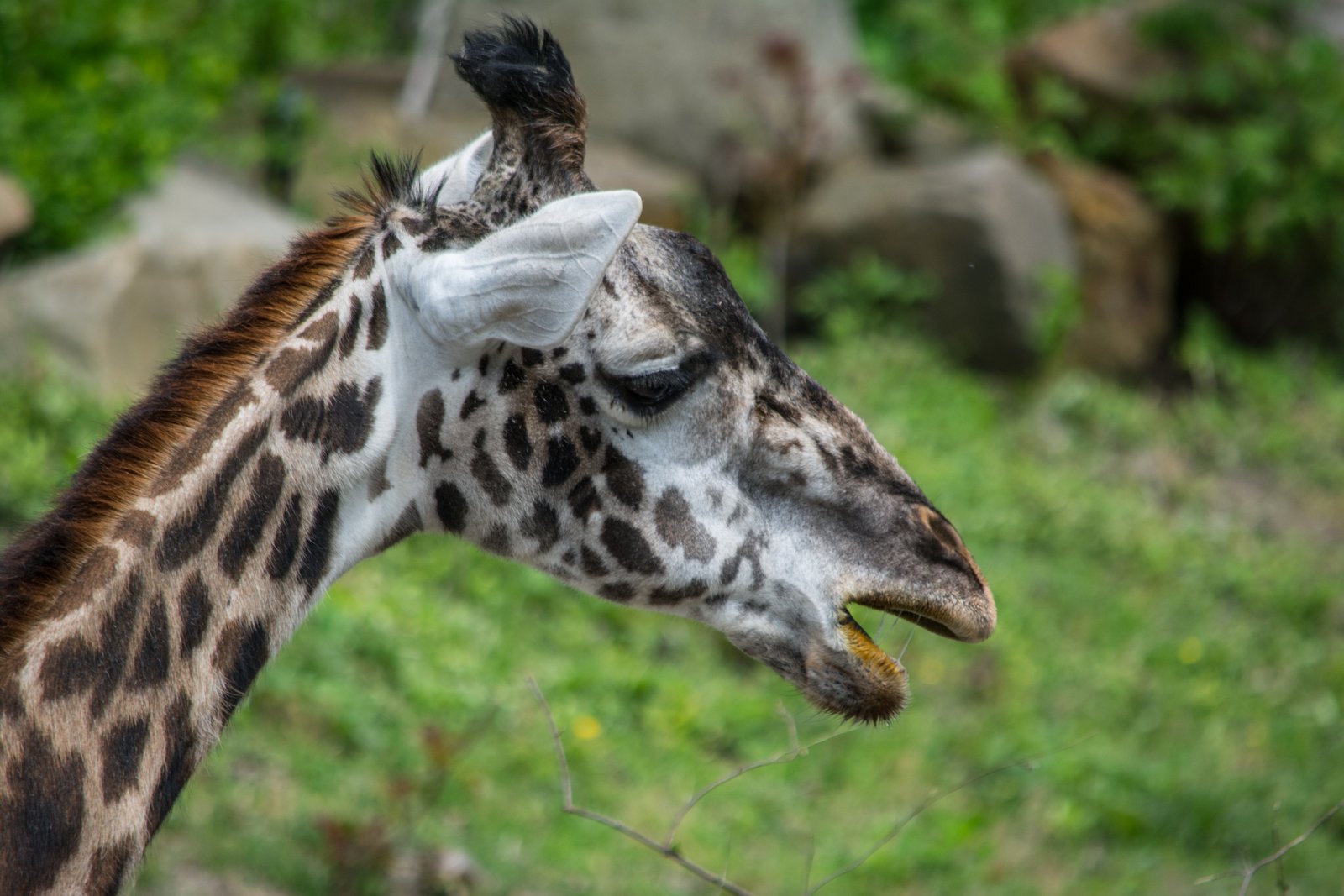 Giraffes: The Shortest Sleepers (image credits: wikimedia)