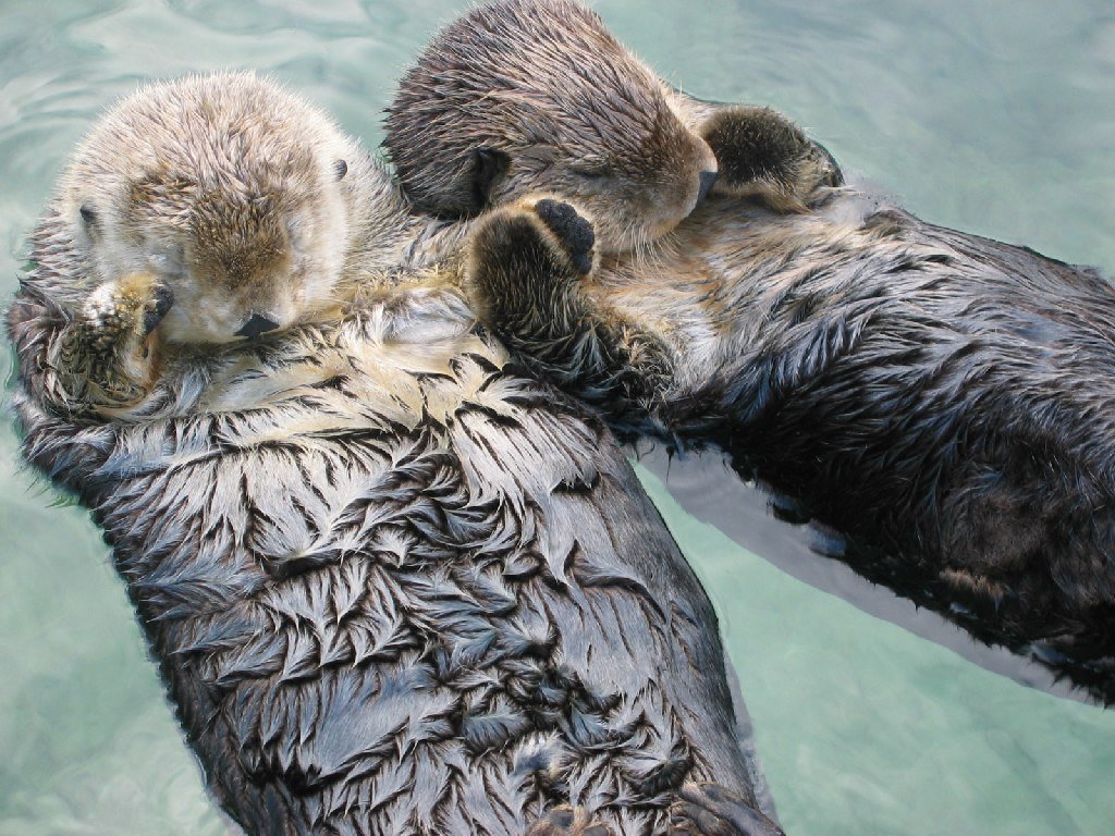 Otters: Holding Hands While They Nap (image credits: wikimedia)