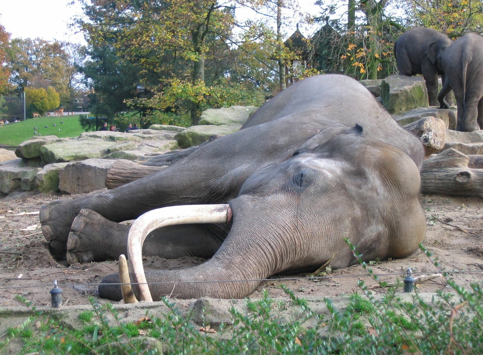 Elephants: Sleep on the Go (image credits: wikimedia)