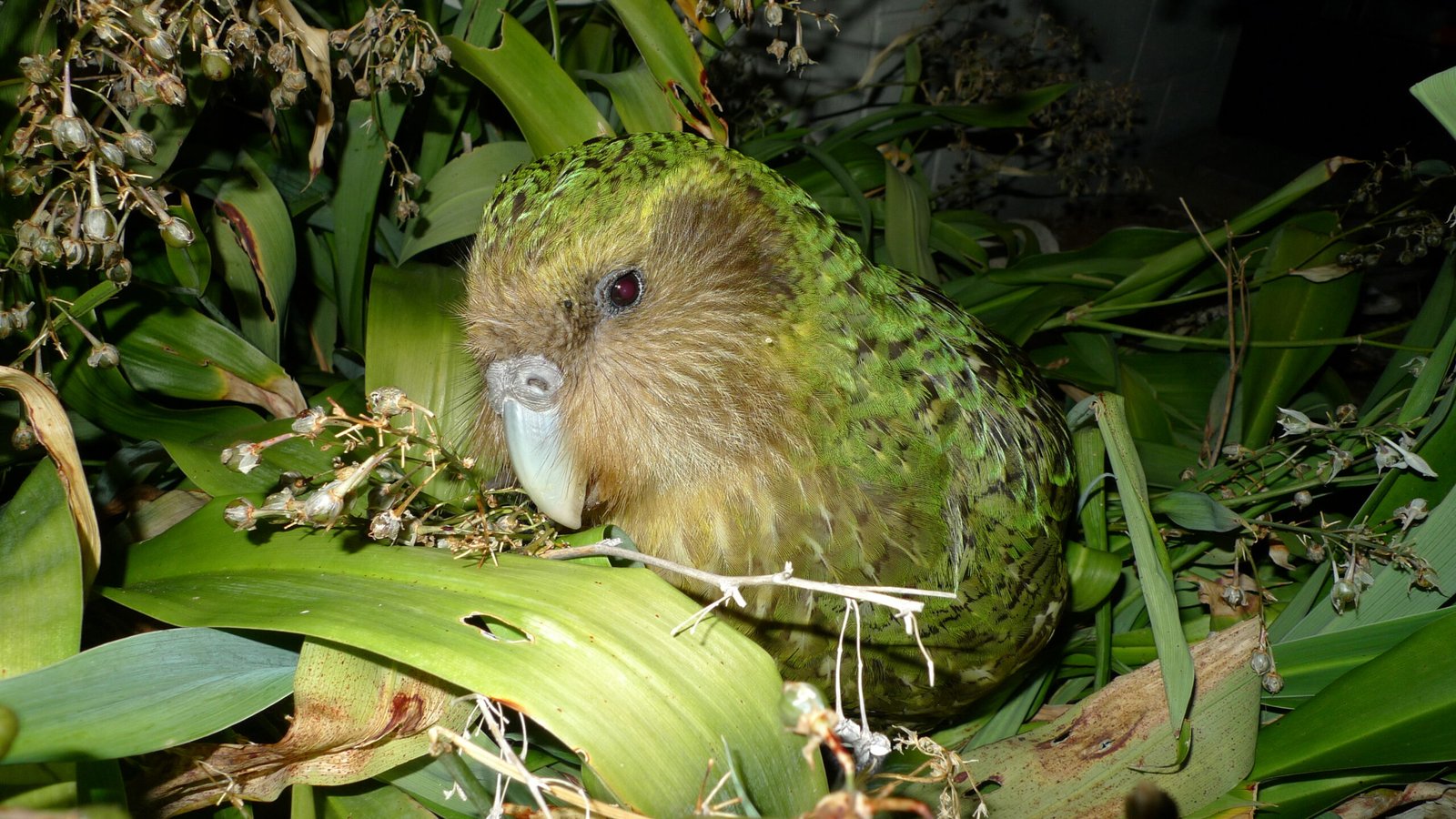 The Unique Charm of the Kakapo (image credits: wikimedia)