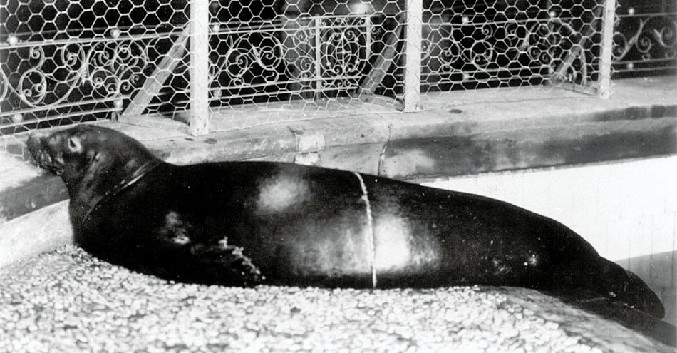 Understanding the Caribbean Monk Seal (image credits: wikimedia)