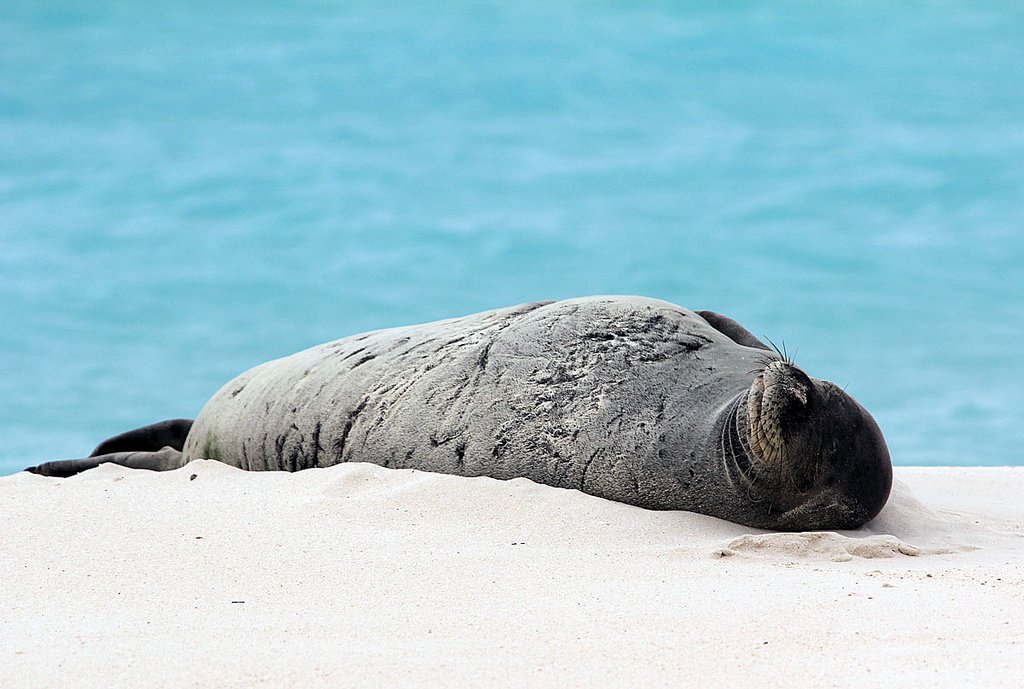 The Role of Monk Seals in the Ecosystem (image credits: wikimedia)