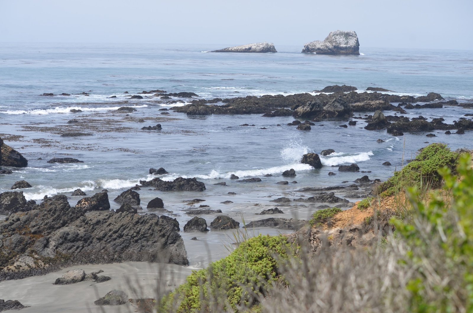 Hope for the Future: Conservation Success Stories (image credits: wikimedia)