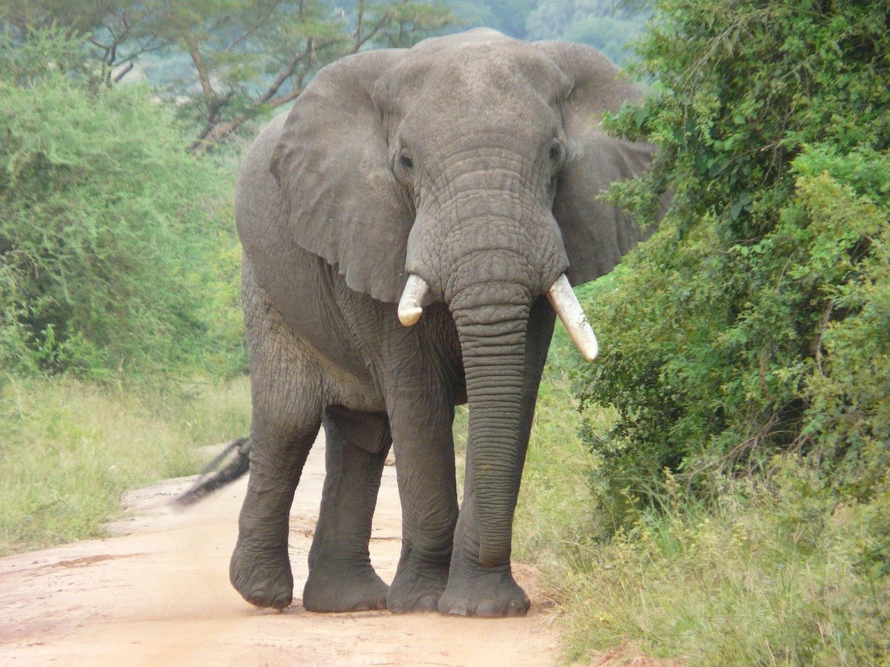 The Threats Facing Malaysia's Elephants (image credits: pixabay)